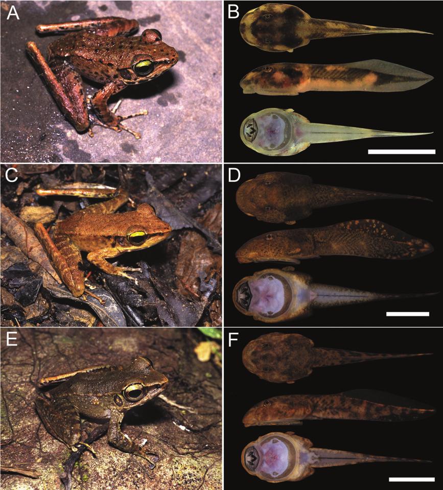 172 T. SHIMADA ET AL. Figure 7. Adults and larvae of three Meristogenys species treated in this study. A, B, Meristogenys stigmachilus sp. nov. (BORNEENSIS 12512 and 03B1 from Mahua).