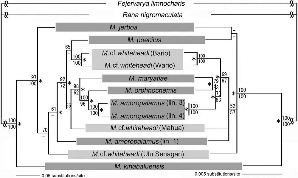 A TAXONOMIC STUDY OF MERISTOGENYS WHITEHEADI 163 3. Adults and larvae of M.