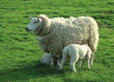 Blood testing can validate the feed budget in the crucial period up to lambing to reduce risk of twin lambs disease Blood testing Blood testing a subset of about ten ewes will determine whether