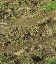 Catchment Sensitive Farming If managed poorly, out-wintering livestock can pose diffuse pollution risks alongside possible loss of valuable soil and nutrients.