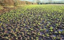 A Plan B consists of a back-up of conserved forage and sacrifice fields for use in bad weather. An adverse weather event pre-scanning would require less silage than one postscanning.
