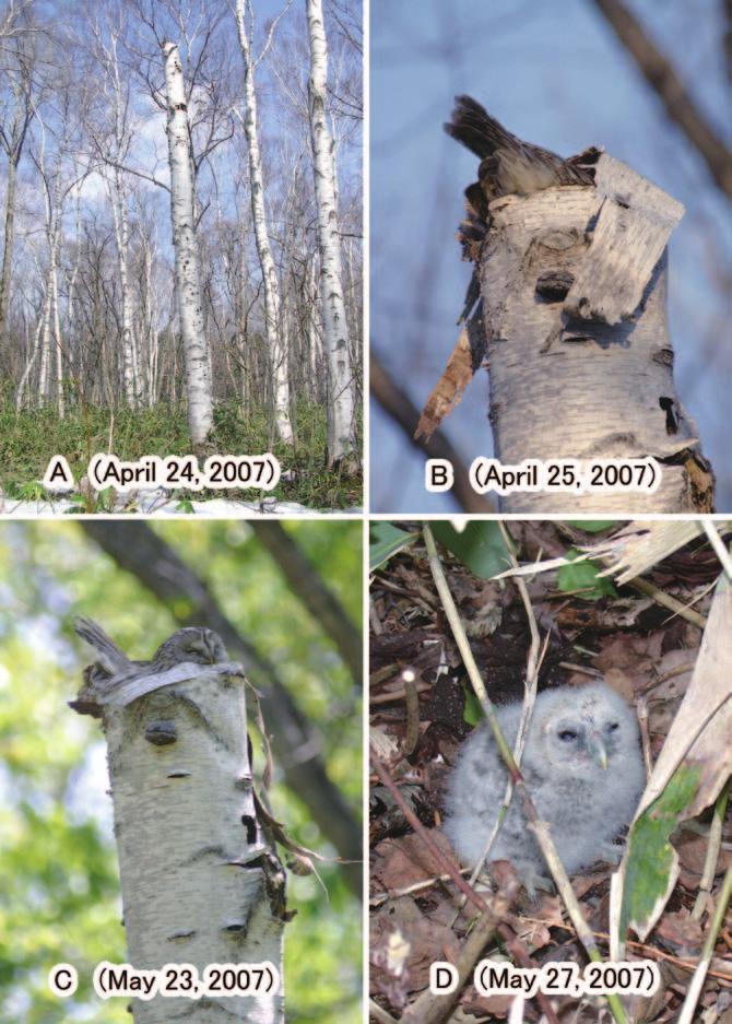 Stump nests of the Ural owl Strix uralensis in Hokkaido 71 Photo 1.