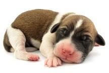 26 Management Prevents First-Week Puppy Loss Before weaning, 50% of puppy loss occurs within the first 7 days (Dr. Peterson, Small Animal Pediatrics).