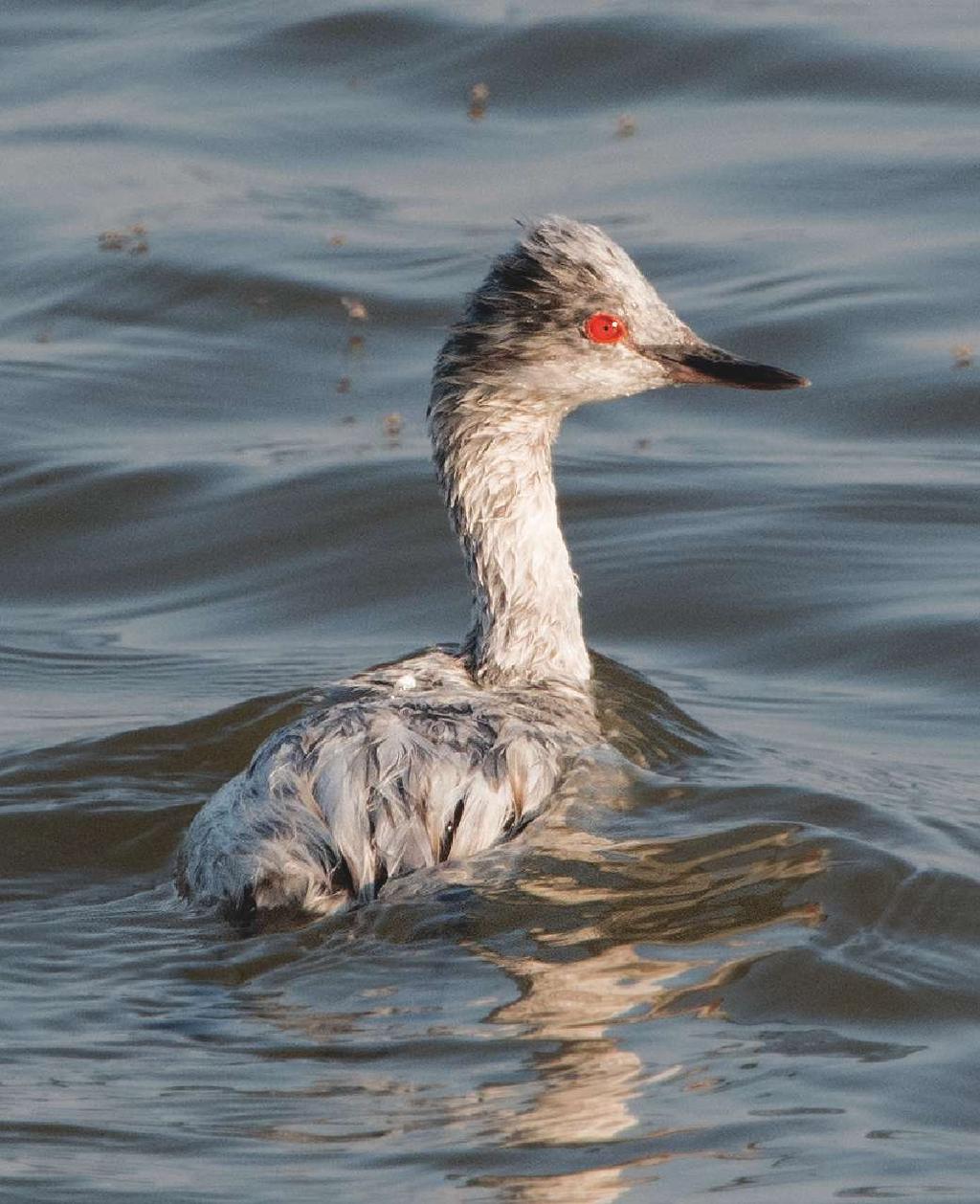 Why So Many White Eared Grebes? Possible interactions among leucism, molt, and pollutants Peter Pyle Bolinas, California ppyle@birdpop.org Mia McPherson Salt Lake City, Utah mm@onthewingphotography.