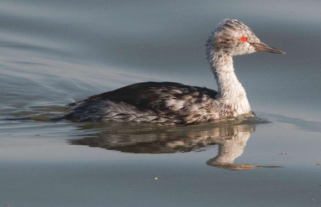 Fig. 1f Fig. 1g Fig. 1i Fig. 1h Fig. 1j Fig. 1. These 10 leucistic Eared Grebes occurred within a two-kilometer stretch of the Great Salt Lake.