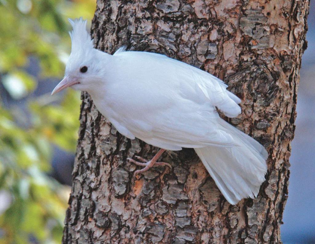 The white feathers thus appear to be definitive (after-second-year).