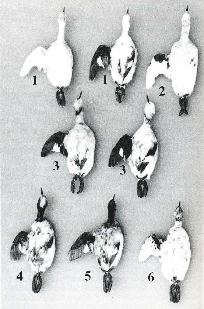 Shown here are eight leucistic Eared Grebes collected at Mono Lake, California; numbers refer to phenotypes defined by Jehl (1985).