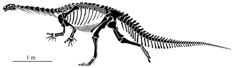 11. The earliest dinosaurs, Herrerasaurus and Eoraptor, were small, bipedal carnivores. 12. The first dinosaurs appeared about million years ago. a. 300 b. 250 c. 230 d. 200 13.