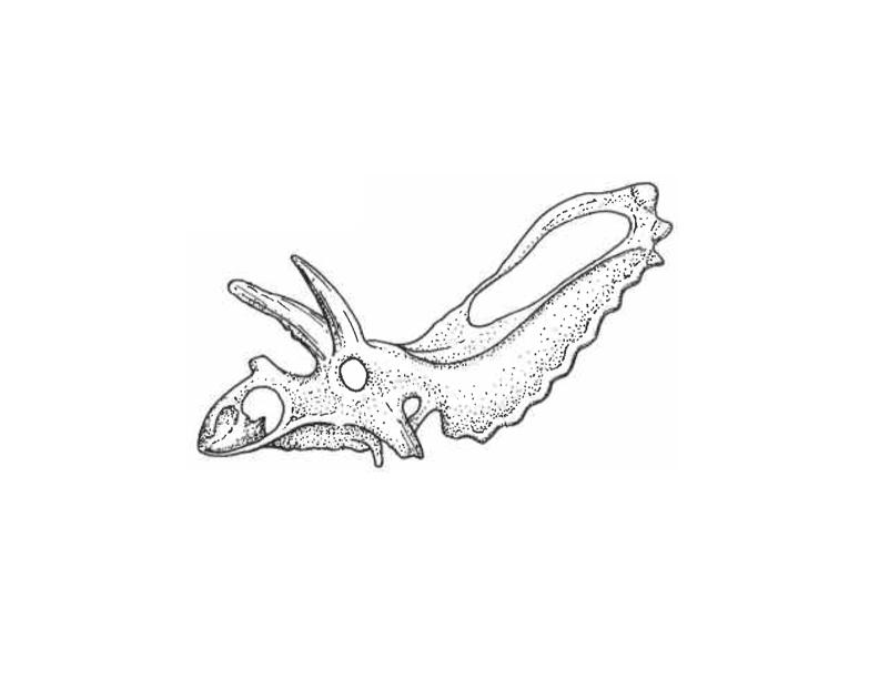 24. The dinosaur figured below, with horns and frills, is a. a. psittacosaur b. ceratopsid c. ornithopod d. pachycephalosaur 25.
