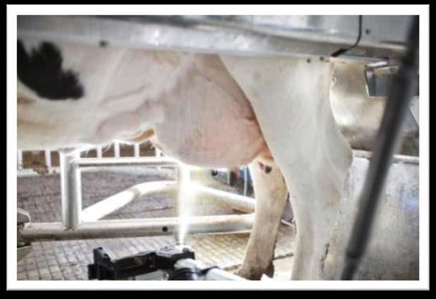 Robotic Milking and