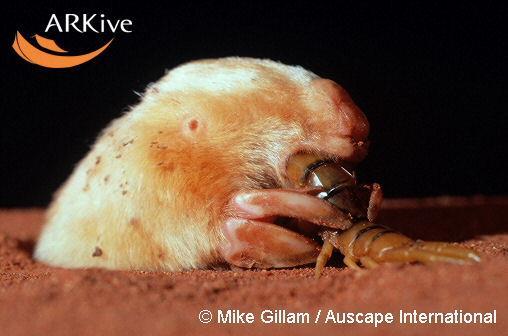 Notoryctemorphia Marsupial moles One family: Notoryctidae Range: Central and Western