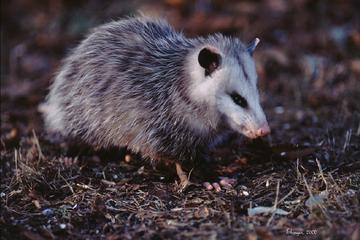 Didelphimorphia American opossums One Family: