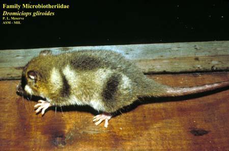 Microbiotheria Monito del monte One family: Microbiotheriidae One living species: Dromiciops gliroides Range: