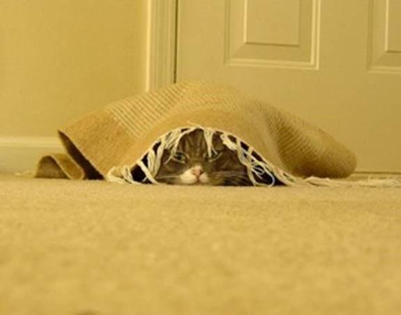 8. Wrap cat in large towel & get spouse to lie on cat with head just visible from below