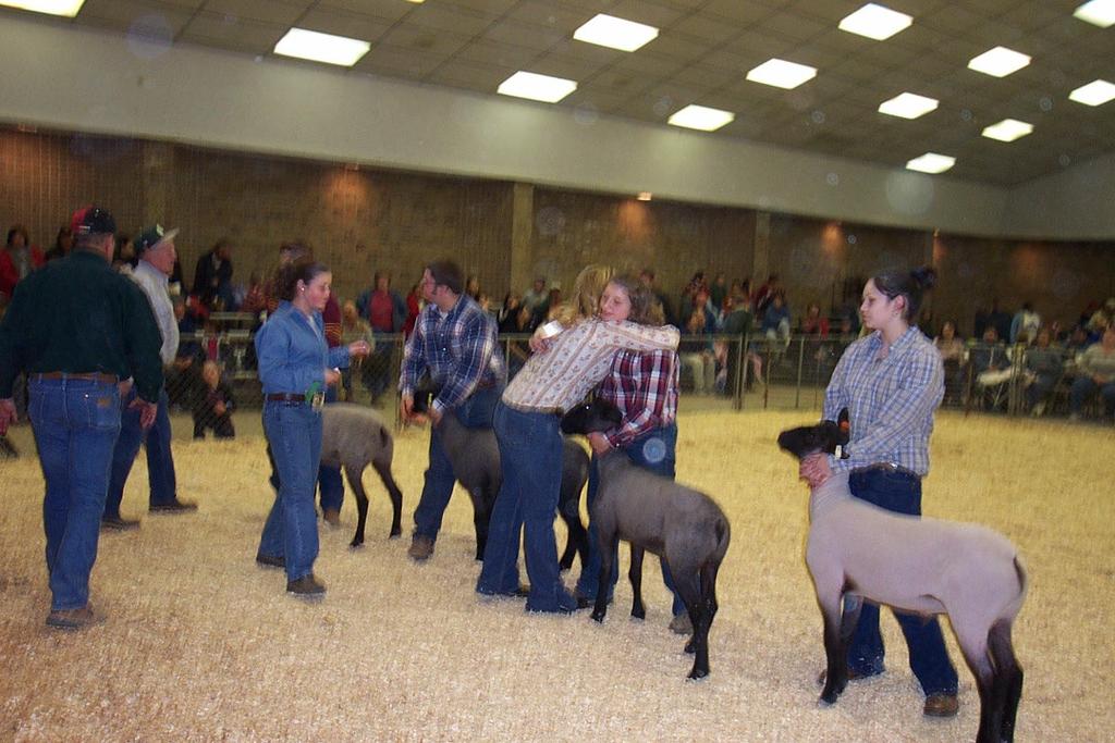 TRAINING LAMBS TO SHOW Pascual