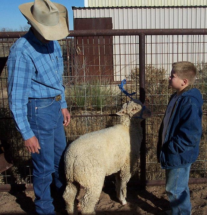 The Halter-breaking Process Lambs should be caught, haltered and tied to the fence.