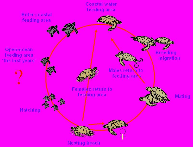 Life History: The life history of the green turtle is complex. The life cycle of the green turtle occurs across disparate habitats between which turtles must migrate vast distances.