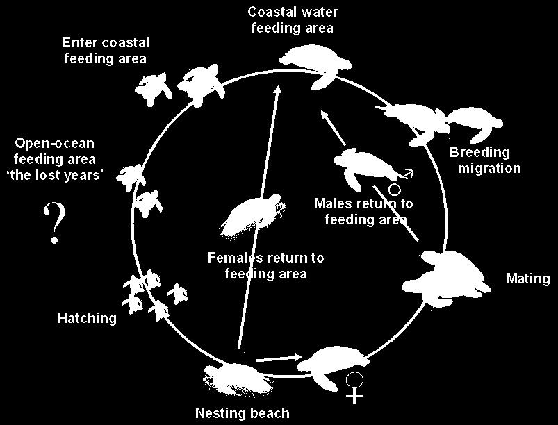 Developing turtles then migrate to coastal zones to feed (Global Sea Turtle Network). When sexually mature, green turtles migrate to breeding zones (Global Sea Turtle Network).