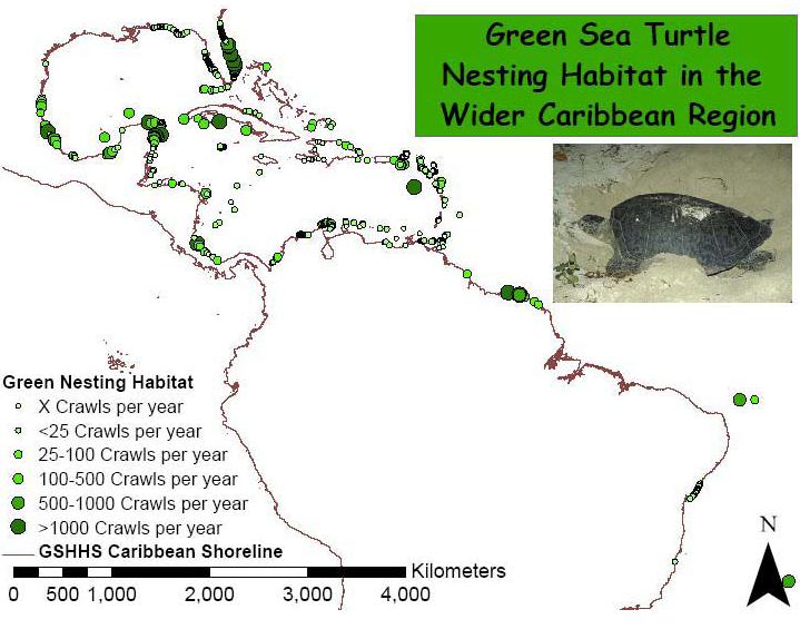 Map 1. Green turtle nesting habitat distribution in the wider Caribbean region. This map shows the known nesting sites in the Caribbean region for the green turtle.