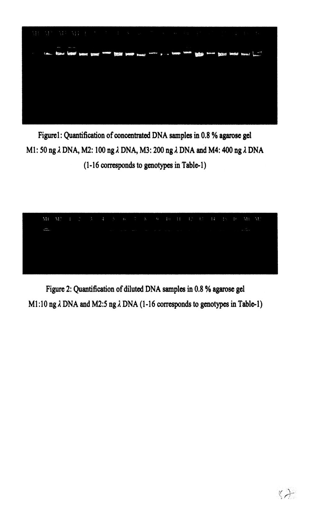 Figure1 : Quantification of concentrated DNA samples in 0.