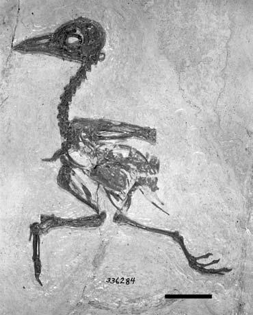 Osteology and systematics of Eocene Primobucconidae (Aves) 5 REMARKS. Specimen USNM 336284 was first identified as possibly belonging to P. mcgrewi by Houde & Olson (1989) (see Introduction, above).