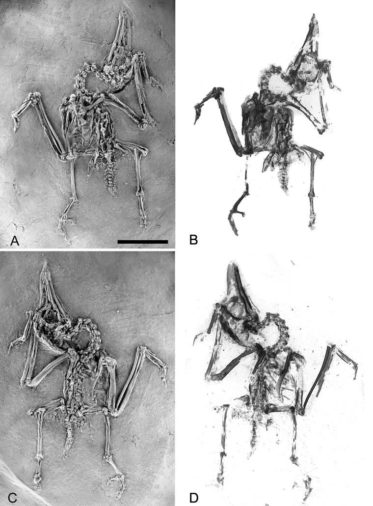 6 G. Mayr ET AL. Figure 3 Primobucco perneri sp. nov. from Messel, holotype. A, specimen SMNK.PAL.404a; B, X-ray photograph of specimen SMNK.PAL.404a; C, specimensmnk.