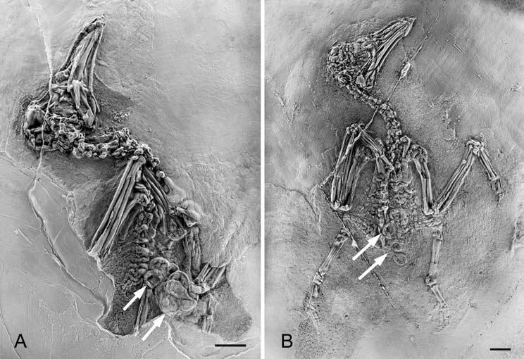 Osteology and systematics of Eocene Primobucconidae (Aves) 7 Figure 4 Primobucco frugilegus sp. nov. A, holotype (SMF-ME 3507a); B, referred specimen SMF-ME 3794.