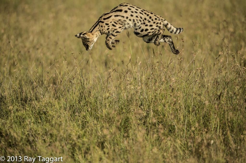 Serval cats are able to leap up to 12 feet horizontally from a stationary position, landing precisely on target with