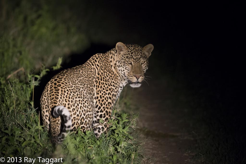 see this prowling solitary leopard on a night game drive.