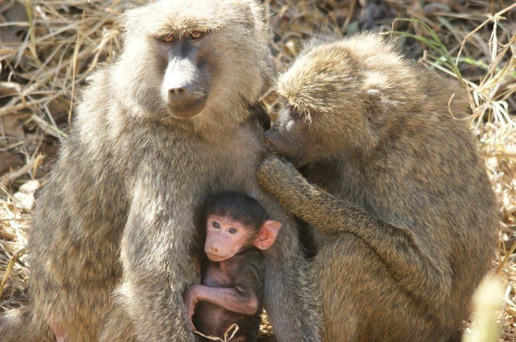 P AGE 7 Vocal communication is important to olive baboons.
