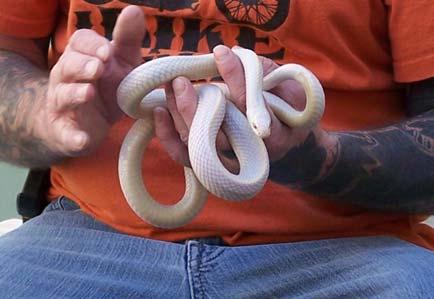 He also showed us Alfred. Lastly he showed us 3 snakes. One was white but turned purplish in the sunlight.