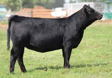 Proven, predictable cow families, massive body,neat front one-third,and overall structurally correct. Whether you re raising bulls, females, or need a great show heifer, this is the kind to own.
