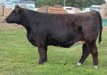 She will calve early to the high EPD bull, Hooks Blackhawk.