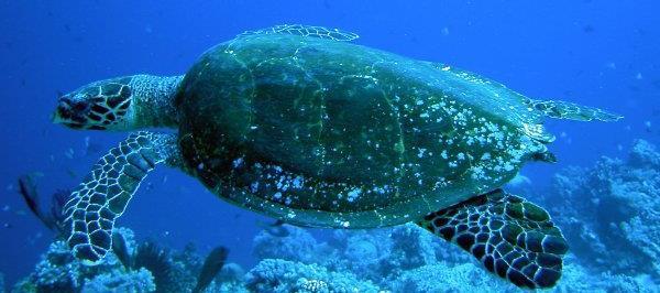 Loggerhead Sea Turtle Caretta caretta $400 Black