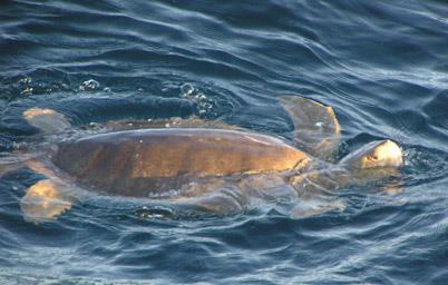 Eretmochelys imbricata Green Sea Turtle Chelonia