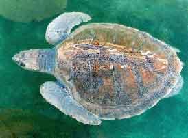 Leatherback Sea Turtle Dermochelys corfacea Kemp s