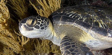 Sea Turtle Lepidochelys olivacea Return The