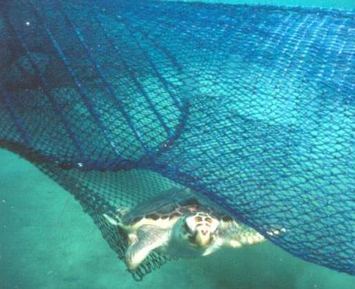 $500 Turtle Excluder Device (TED) Turtle Excluder Device (TED) is a device fitted to a net or modification that allows turtles to
