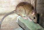 Most rats have long, pointed noses with round ears, a plump body, and a long, tapering tail.