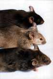 The main difference between a mouse and a rat is that the rat has more scales on its tail than the mouse does.