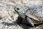 Some turtles live on land and they are known also as tor- toises. It is important for an owner to know the species they have.