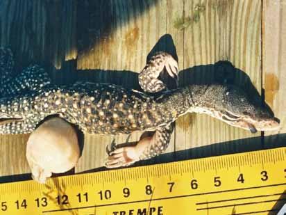 BIAWAK VOL. 6 NO. 1 14 Table 1. Clutch data for the initial female V. panoptes. Date of oviposition Clutch size No.