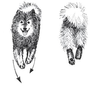 The loin is short, though bitches generally have a little bit longer loin than dogs. The croup is only slightly oblique, of medium length, and broad (especially on bitches).