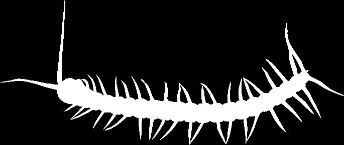 goliath beetle desert centipede atlas moth Permian 290 million Mesozoic Triassic 248 million Cymbospondylus, page 12 Jurassic 206 million Leedsichthys, page 10 Liopleurodon, page 13 Cretaceous 144