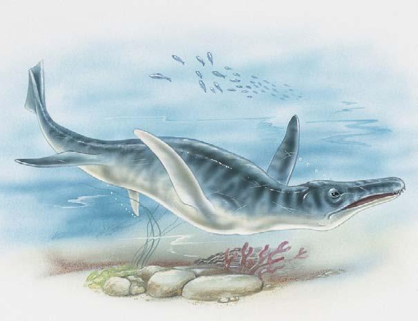Do You Know? Plesiosaurs lived in the open ocean, but they breathed air, just as dolphins and other whales do.