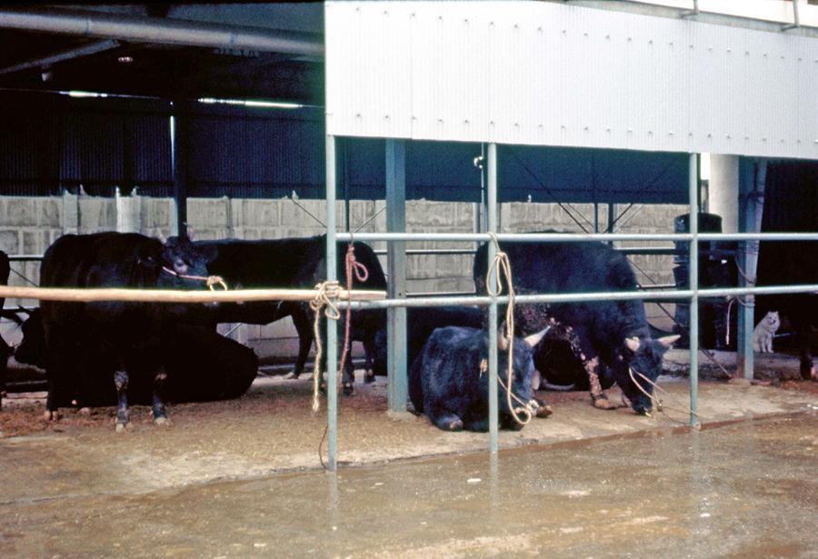 Figure 4. Black Wagyu Cattle at a farm in Kobe in 1968. Photo by A. Kast. Slika 4. Crno govedo vrste Wagyu na farmi u Kobe 1968. (Foto: A.