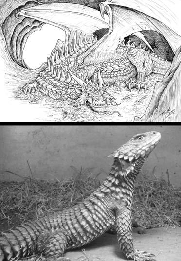I ve seen this happen with other species of lizards throughout the years, but really gave little thought to the process.