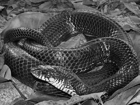 Brown vine snake (Oxybelis aeneus).