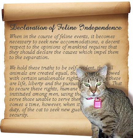 Feline Independence Day Feline Independence Day GREAT Media Coverage again!