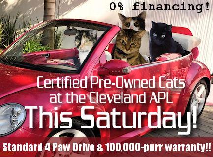 Certified Pre-Owned Cats One day, Sat, Nov 14 th adult cats $5 down, 0% financing, $0 monthly payments, kittens $25 Regular maintenance at home and with a veterinarian will be expected.